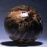 fossile-de-Ver-N478.jpg